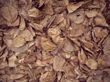 Arka plan, üstten görünüm olarak birçok sonbahar yaprakları