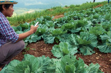 Modern çiftçiler ve teknoloji kullanarak sebzelerle ilgileniyorlar..