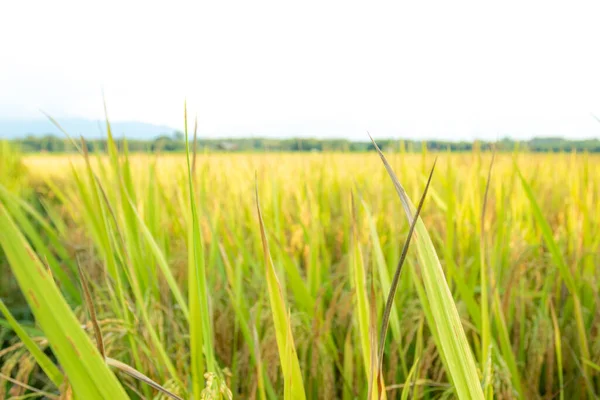 Yellow Rice Fields Bright Blue Sky Day — 스톡 사진