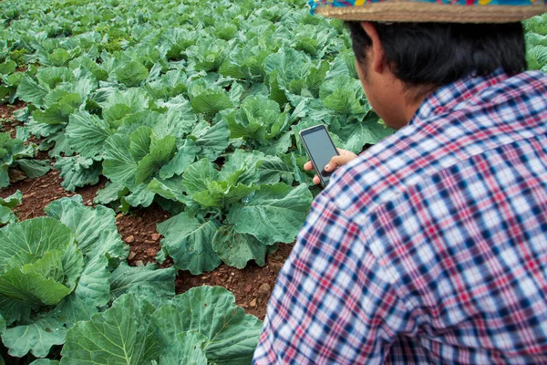 Modern farmers and caring for vegetables using technology.