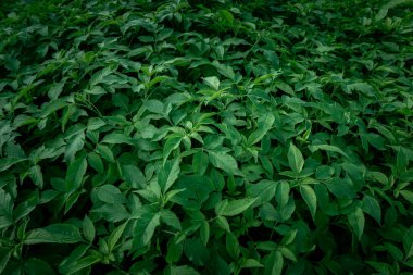 Birçok küçük yeşil yaprağın üst görünümü, Doğal arkaplan
