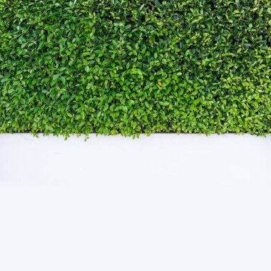 Beyaz beton duvarda yeşil ağaç manzarası düzenli olarak düzenlenir..