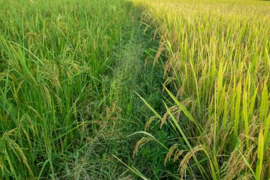 Tayland 'da güzel pirinç tarlaları sarı ve yeşil