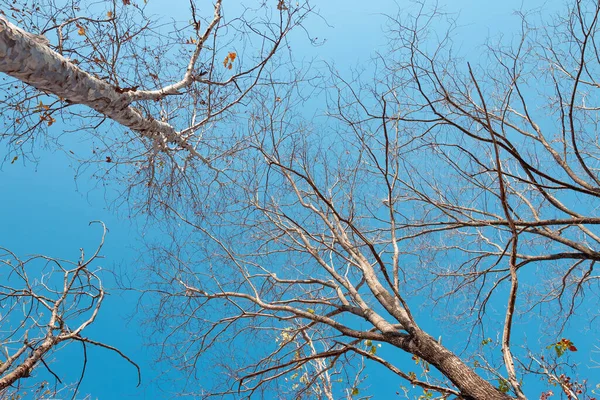 Вид Низький Кут Групи Дерев Ясному Блакитному Небі — стокове фото
