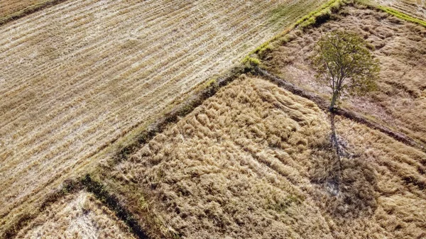 Vista Aérea Parcela Agrícola Condições Seca Após Estação Colheita Fotografia — Fotografia de Stock