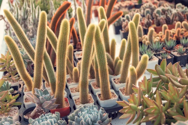 Jardinagem Casa Dicas Decoração Que Irão Inspirar Pessoas Esfriar Mãos — Fotografia de Stock