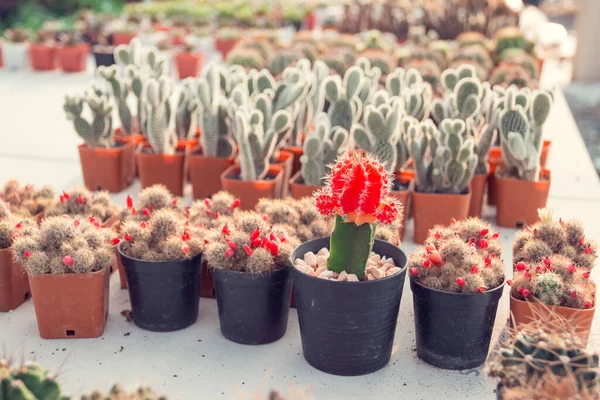 Giardinaggio Casa Decorazione Suggerimenti Che Ispireranno Persone Raffreddare Mani Tutto — Foto Stock