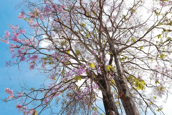 Низький Кут Зору Фіолетове Квіткове Дерево Яскраво Синьому Небі — стокове фото