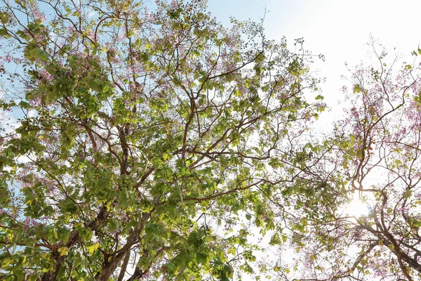 Низький Кут Зору Фіолетове Квіткове Дерево Яскраво Синьому Небі — стокове фото