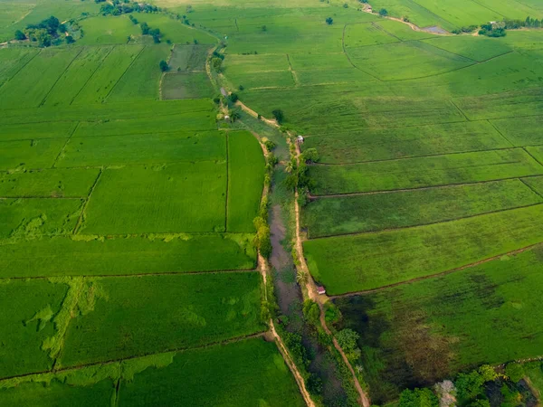 Зеленые Рисовые Поля Азии Аэрофотосъемка Беспилотников — стоковое фото