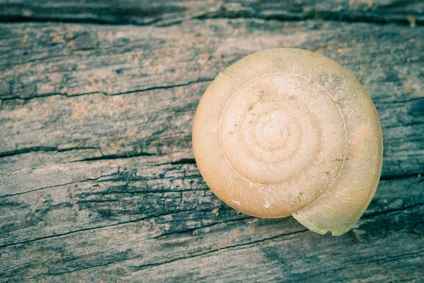 Concha Caracol Sobre Fondo Textura Madera Vieja Caracol Caracol Derecho — Foto de Stock