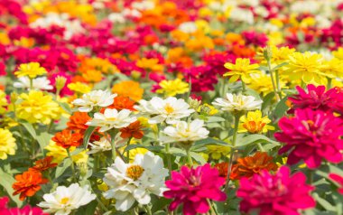 Renkli zinnia çiçeği zinnia bahçesinde. Güzel zinnia çiçeği arka plan tasarımı için