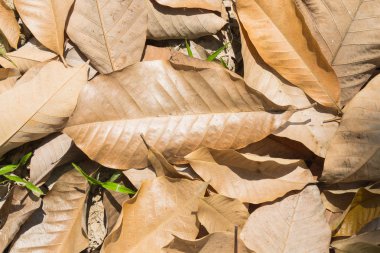 Kurutulmuş yaprakları ve zeminde taze ot. Doku arka plan kahverengi kuru yaprak ve yeşil çimen