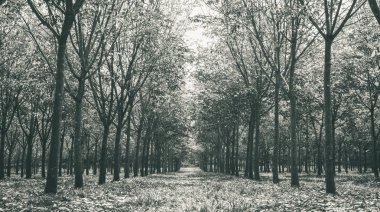 Lastik kauçuk orman arka plan düşük açılı ağacında. Sarı ve yeşil yaprakları ile yağmur mevsimi lastik ormanda