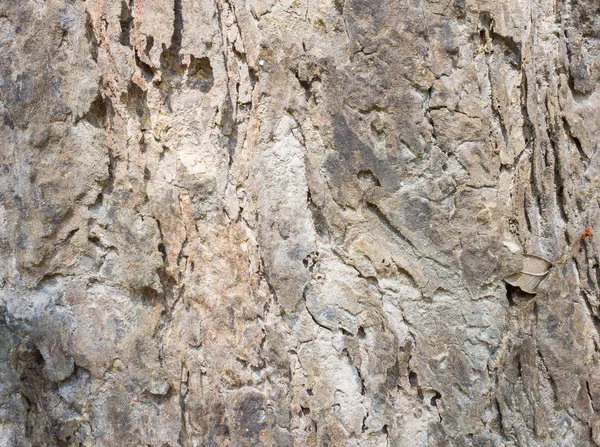 Brązowy Drzewo Szczekać Tekstura Tło Naturalnego Drzewa Kora Tekstury Dla — Zdjęcie stockowe