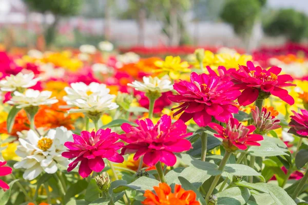 Bunga Seng Berwarna Warni Kebun Seng Dekat Latar Belakang Indah — Stok Foto