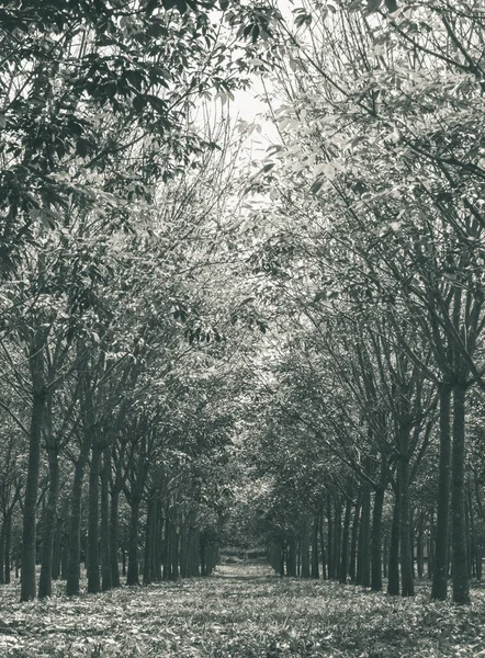 Rubber Tree in Rubber Forest Background. Rubber forest in rainy season with yellow and green leaves