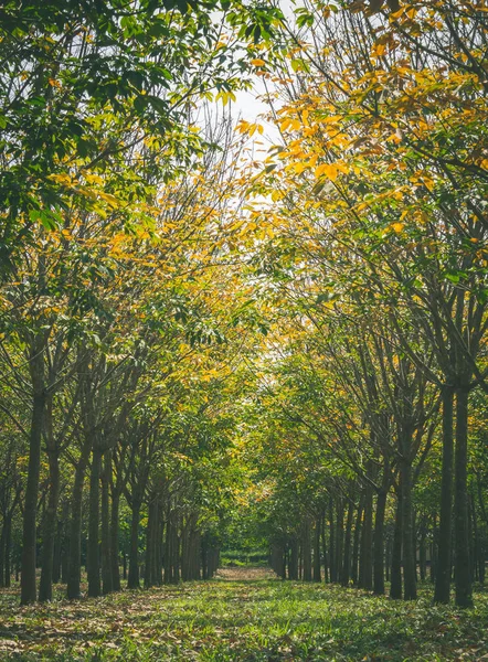Rubber Tree in Rubber Forest Background. Rubber forest in rainy season with yellow and green leaves