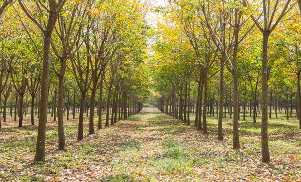 Rubber Tree in Rubber Forest Background. Rubber forest in rainy season with yellow and green leaves