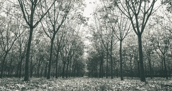 Árbol Goma Fondo Bosque Goma Bosque Caucho Temporada Lluvias Con — Foto de Stock