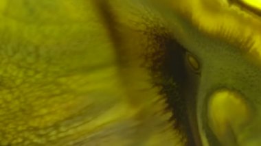 Mor Sarı akışı soyut gıda renk mürekkep taşıma veya akan arka plan. Renkli gıda renk sanatsal kavram arka plan için süt yüzeyindeki mürekkep eriterek soyut. 4 k 3840 x 2160 yüksek çözünürlüklü görüntüleri