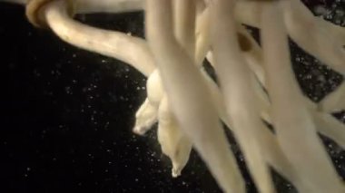 Kahverengi Shimeji mantar siyah arka plan üzerine su düşüş. Kahverengi Shimeji mantar sağlıklı veya süper gıda Merhaba çözünürlük görüntüleri 4 k 3840 x 2160 Gıda kategorisi için