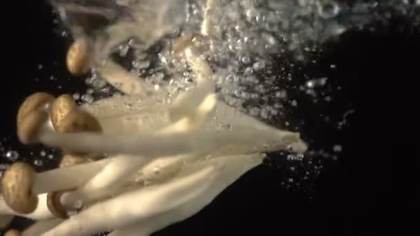 Goutte Champignon Shimeji Brun Ralenti Dans Eau Sur Fond Noir — Video