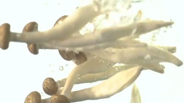 Slow Motion Brown Shimeji Gota Hongo Agua Sobre Fondo Blanco — Vídeo de stock