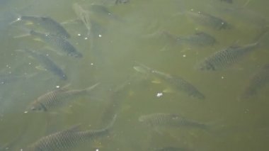 Doğal suda balık yüzme grubudur. Tilapia ve sazan balık suda yüzmek. Merhaba çözünürlük görüntüleri 4k 3840 x 2160 içinde hayvan yaban hayatı doğa kategori