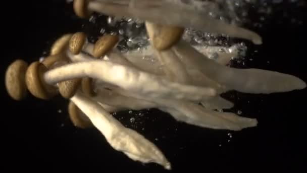 Slow Motion Brown Shimeji Mushroom Drop Water Black Background Brown — Stock Video