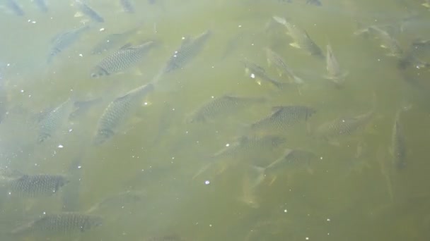 Группа Рыб Купающихся Воде Естественных Условиях Тилапия Рыба Карп Плавают — стоковое видео