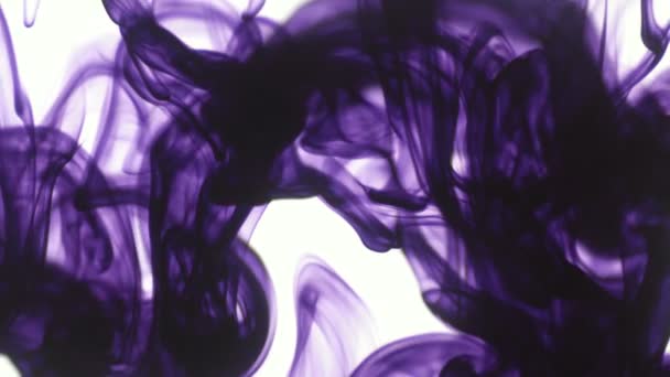 lila oder violette Lebensmittelfarbe Tropfen in Wasser auf weißem Hintergrund. abstrakte Lebensmittelfarbe Farbtropfen im Wasserhintergrund für Filmdesign. 3840x2160 4k hochauflösendes Filmmaterial