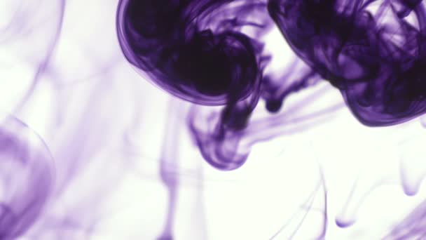 Фіолетовий Або Фіолетовий Харчовий Колір Чорнила Падає Воду Білому Тлі — стокове відео