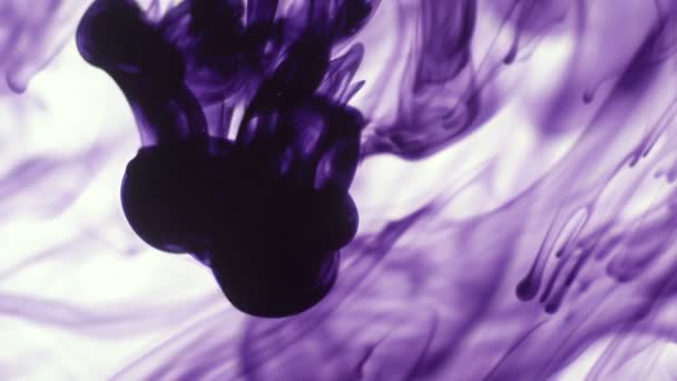 Μοβ Βιολετί Χρώμα Μελανιού Τροφησ Στο Νερό Άσπρο Φόντο Αφηρημένη — Αρχείο Βίντεο