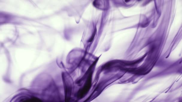 Lila Oder Violette Lebensmittelfarbe Tropfen Wasser Auf Weißem Hintergrund Abstrakte — Stockvideo