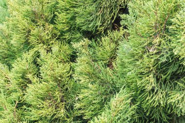 yeşil çam arkaplan