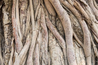 Eski Ağaç Kökleri Arka Plan Geniş Açı Görünümü