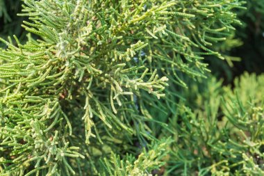 Yeşilçam Arka Plan Sol Çerçeve