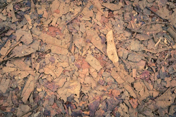 Vintage rood bruin gedroogde bladeren en schroot tak en grind achtergrond — Stockfoto