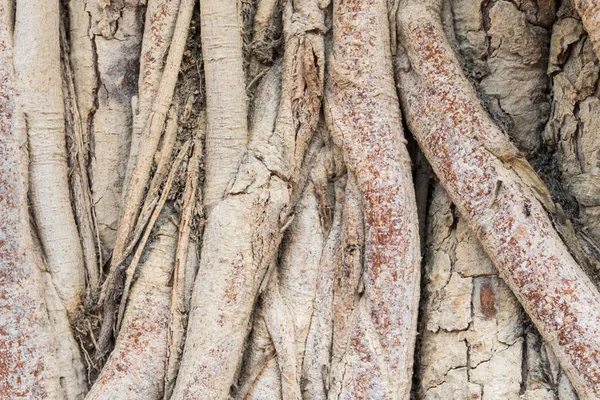 Vista de fundo do Zoom das raízes da árvore velha — Fotografia de Stock