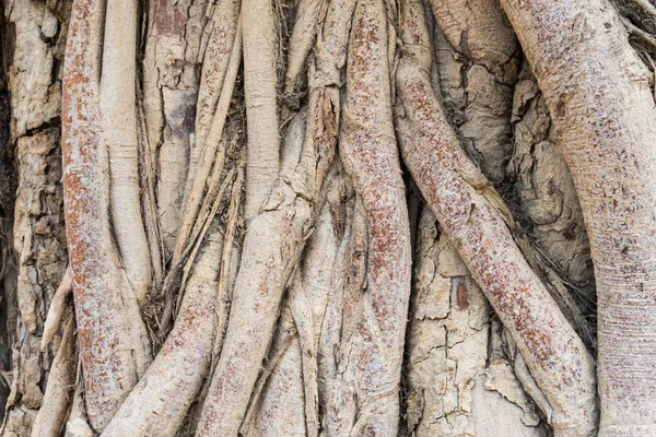 Antecedentes das raízes da árvore velha — Fotografia de Stock