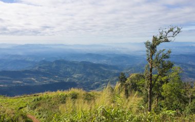 Phu Langka Nation'da Çim Alanı Gökyüzü Bulutu ile Dağdaki Ağaç