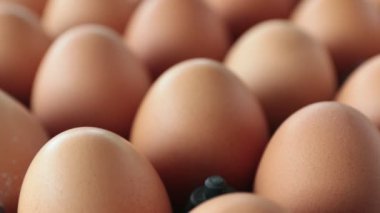 Tray in Side View 'da Dolly Shot Chicken Egg