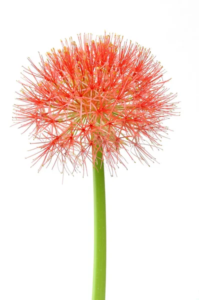 Haemanthus multiflorus