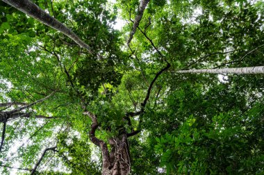 Gökyüzünün altındaki yağmur ormanlarındaki ağaçların ve eğreltiotlarının yukarı doğru görüntüsüne bakıyorum.