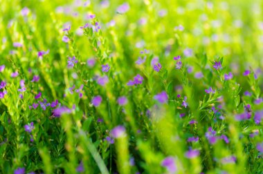 Bahçede bir sürü küçük mor çiçek yetişiyor.