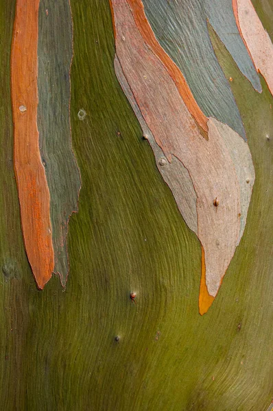Gökkuşağı Okaliptüs Ağacının Renkli Dış Yüzeyinin Güzelliği — Stok fotoğraf