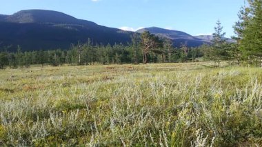 Baykal Gölü kıyısında dağları olan bir çayır.