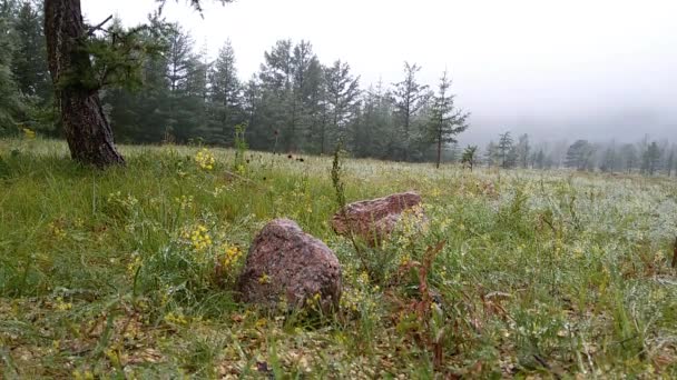 Enceinte Estivale Sous Pluie Brouillard Sur Côte Lac Baïkal — Video