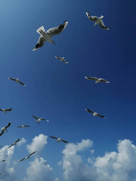 Seagulls Blue Sky Clouds — Stock Photo, Image